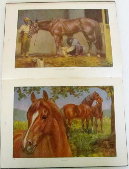 Antique Horse Book The Horses of the World The Development of Man's Companion in War Camp, on Farm, in the Marts of Trade, and in the Field of Sports Vintage National Geographic Society Book By Major General William Harding Carter, USA