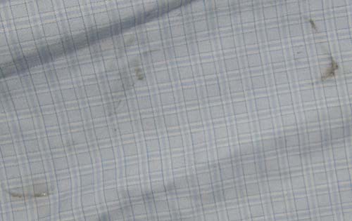 Beacon Hill Coolmax Collection Long Sleeve English Show Shirt LS Ratcatcher Ladies 38 Lt Blue/White Plaid