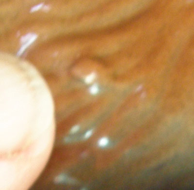 Vintage Ceramica De Cuernavaga German Shepherd Figurine Porcelain German Shepherd Dog Lying Mexico SA de CV China German Shepherd Pottery