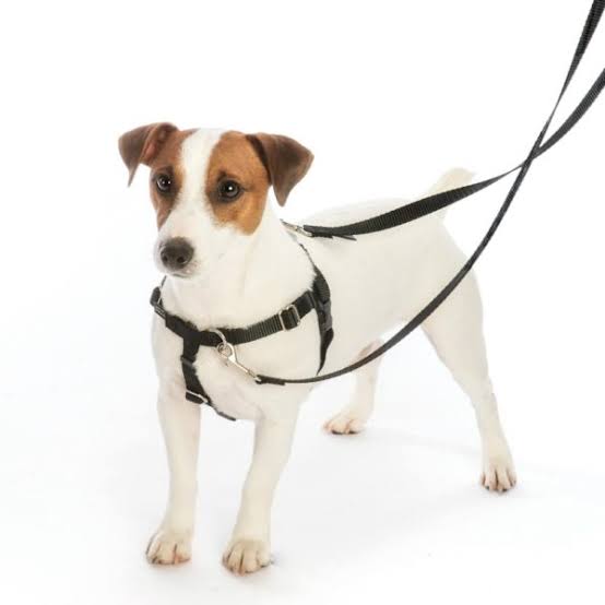 2 Hounds Design Freedom No Pull Nylon Dog Harness & Leash S Dog Teal