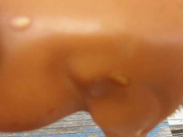 Vintage Kid Kore Plastic Toy Horse Standing Chestnut Brown