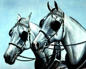 2 Grey Arabs In Harness Driving Horses Note Card For Framing Horses in Harness Horse Blank Greeting Card Janet Griffin Scott