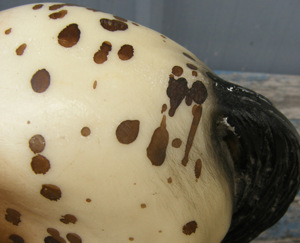 #174 Indian Pony Dark Bay Brown Blanket Appaloosa App Indian Pony