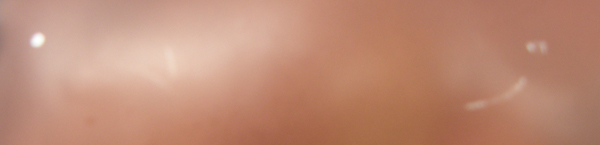 #1802 Verdades Dressage Horse Bay Salinero